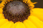 Missouri orange coneflower